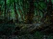 twinkling dance of fireflies