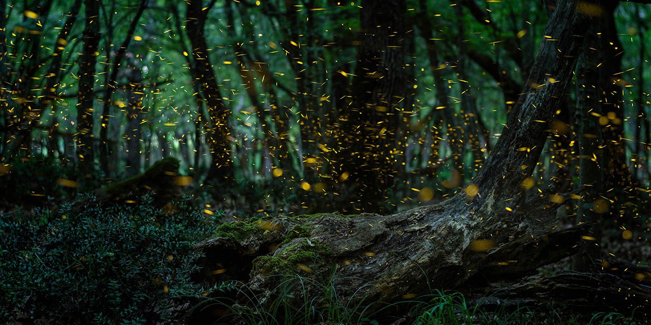 twinkling dance of fireflies twinkling dance of fireflies