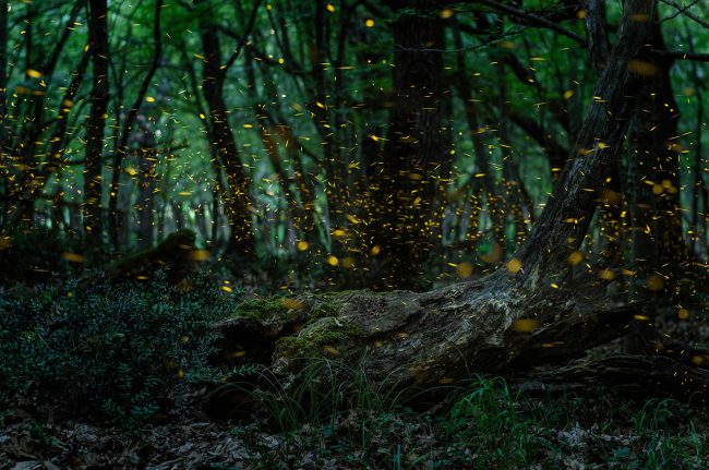 twinkling dance of fireflies twinkling dance of fireflies